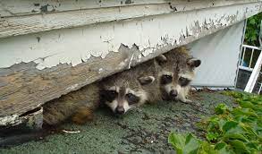 Who To Call If There Are Raccoons In Your Backyard