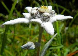 Pin On Garden