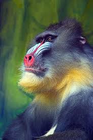 Pin By Rhonda Leonard On Natural Wonders Animals Animals Beautiful Primates