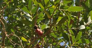 Image result for Hexalobus monopetalus