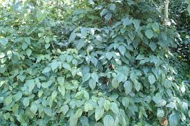 Image result for Acalypha ornata