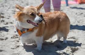 But does this dog have the former is happiest living somewhere it can run, play and hunt; Photos Corgis Invade Oregon Coast For Annual Corgi Day At The Beach Wbma