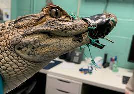 Say What Alligator Captured On Staten Island New York Daily News