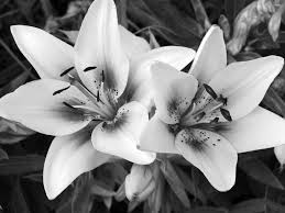 Check spelling or type a new query. 49 Black Wallpaper With White Flowers On Wallpapersafari
