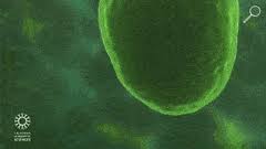 Gif scientific illustration cell biology animation medical gif dna rna polymerase transcription artofthecell. Best Plant Cells Gifs Gfycat