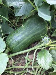 Can zucchini and yellow squash cross pollinate. I Think My Butternut Squash Cross Pollinated With My Watermelon Gardening Garden Diy Home Flowers Roses Nature La Butternut Squash Watermelon Butternut