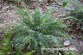 Image result for Asplenium smedsii