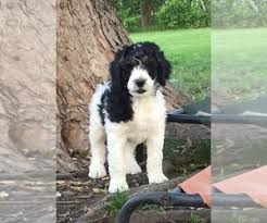 Check spelling or type a new query. View Ad Bernedoodle Litter Of Puppies For Sale Near Illinois Springfield Usa Adn 124871