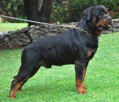 Pin On Rottweiler Love