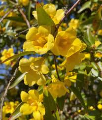 Image result for Gelsemium