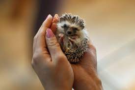 There are no hedgehogs native to australia and no living species native to the americas (the extinct genus amphechinus was once present in north america). Hedgehog Heyday Japanese Line Up For A Careful Cuddle At Latest Animal Cafe Video Life Malay Mail