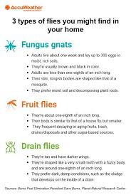 annoying gnats, fruit flies plaguing