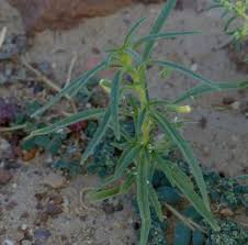 Image result for Anticharis senegalensis