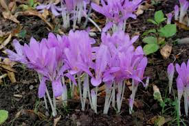 Image result for Camptorrhiza strumosa