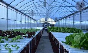 In your shoes i'd get myself some black polly and a set of tarp zippers and make a cover for it. How To Smell Proof A Grow Room What For Me