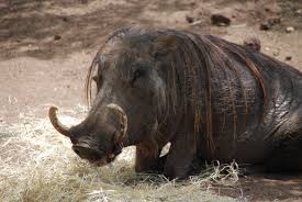 Image result for warthog