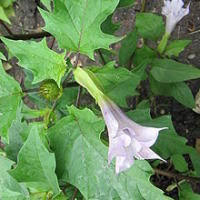 Image result for durman obecný plod