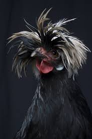 Yellow Bird With Spiky Hair 20 Pet Birds Animals Beautiful Beautiful Birds