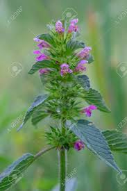Image result for Lamiaceae