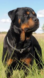 Pin On Iphone Wallpaper Backgrounds Rottweiler dogs 30 free hd wallpapers dogbreedswallpapers.com. pin on iphone wallpaper backgrounds