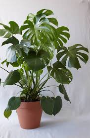 Everything You Need To Know About Monstera Plant Care Plants Indoor Plants House Plants