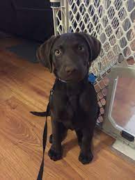 4 Month Old Puppy Chocolate Lab Puppies Lab Puppy Puppies
