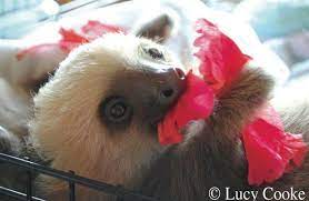 Sloths Go Crazy For Hibiscus Flowers Hibiscus Flowers Are Like Sloth Chocolate But Without The Calories Sloth Eating Baby Sloth Sloth
