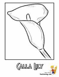For boys and girls, kids and adults, teenagers and toddlers, preschoolers and older kids at school. Pin On Calla Lily