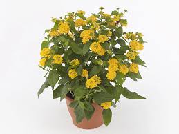 Image result for Lantana camara