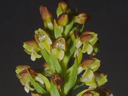 Image result for Brachycorythis buchananii