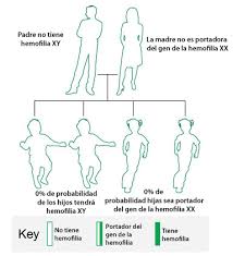 Federación mundial de hemofilia (world federation of hemophilia, wfh). Como Se Hereda La Hemofilia Hemofilia Ncbddd Cdc