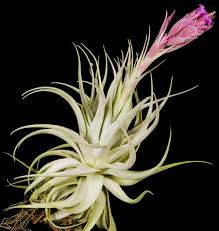 Image result for Tragia gardneri