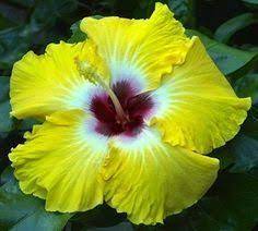 Robot Check Hibiscus Plant Hibiscus Flowers Hardy Hibiscus