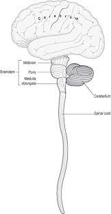 The Nervous System Musculoskeletal Key