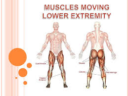 The regions of interest include: Muscles Moving Lower Extremity Anat