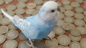 Budgie Can Money Monster Hb Youtube