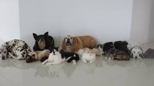 And in recent years, it has become a popular choice with a growing number of pet owners. Freeze Drying Pets Aussies Spending 5k To Keep Their Dog Forever The Courier Mail