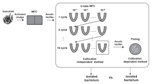 Experimental Flow Chart To Compare Exoelectrogens Detected