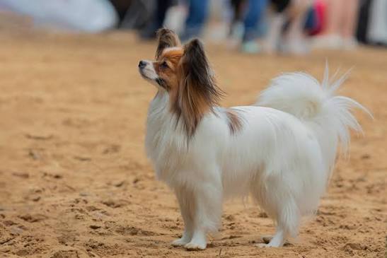 Papillon Dog Breed Health and Care | PetMD