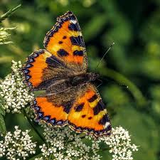 Maybe you would like to learn more about one of these? Schmetterlinge Im Kindergarten Anmalen Aufziehen Und Zuchten