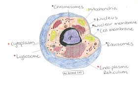 Maybe you would like to learn more about one of these? Quotes About Cell Organelles 27 Quotes