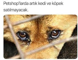 Pin By Her Seyden Biraz On Anlamli Sozler Pet News Dogs Animals