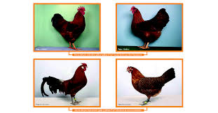 Interacción génica y ligamento que definen el color de la gallina