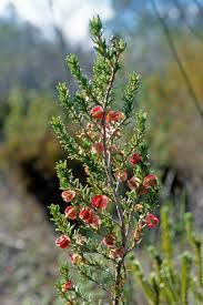 Image result for Cliffortia nitidula