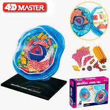 Maybe you would like to learn more about one of these? 4d Animal Cells Intelligence Assembling Toy Humanorgan Anatomy Model Medical Teaching Diy Popular Science Appliances Medical Science Aliexpress