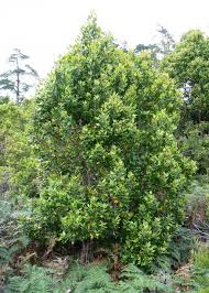 Image result for Curtisia dentata