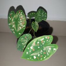 We did not find results for: File Caladium Florida Clown Jpg Wikimedia Commons