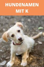 Wie oben schon erwähnt belegt den ersten platz der. Hundenamen Mit K Weiblich Und Mannlich Mit Bedeutung Als Namensliste Hundenamen Hunde Namen Fur Hunde