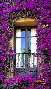 Barcelona Spain Bougainvillea Trellis Bougainvillea Cottage Garden
