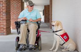 Dog licenses assist in reuniting lost dogs with their owners. Service Dogs Of Virginia